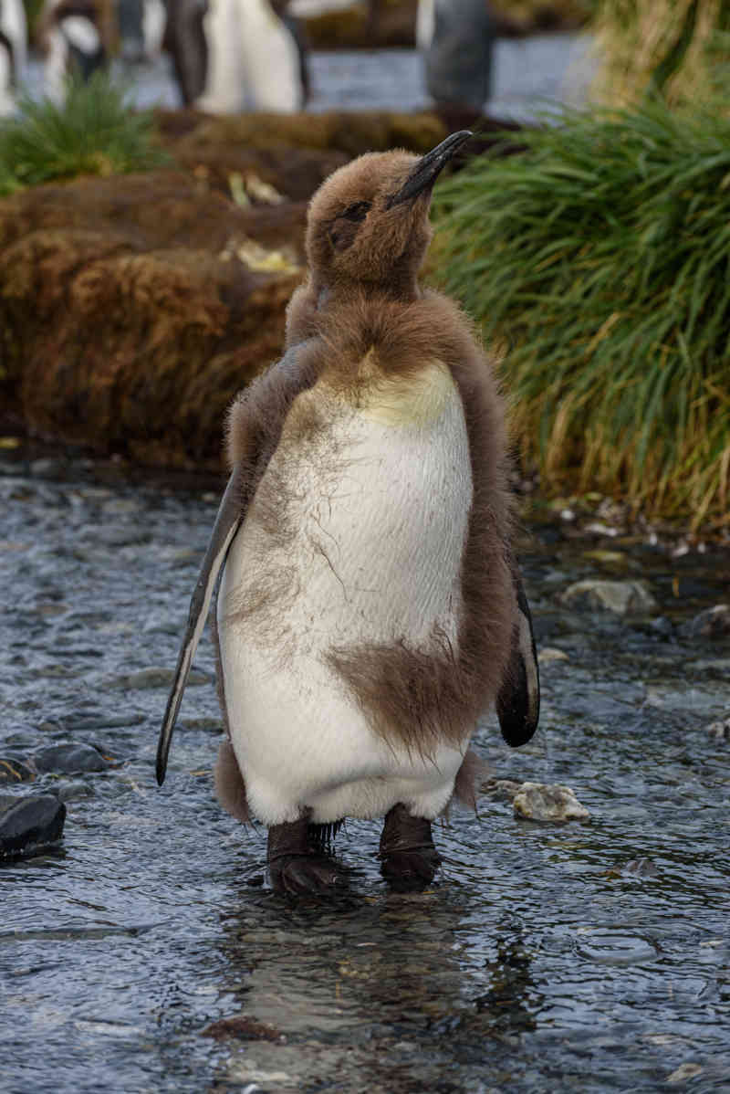 Pingüino Rey - islas Georgias del Sur 047.jpg